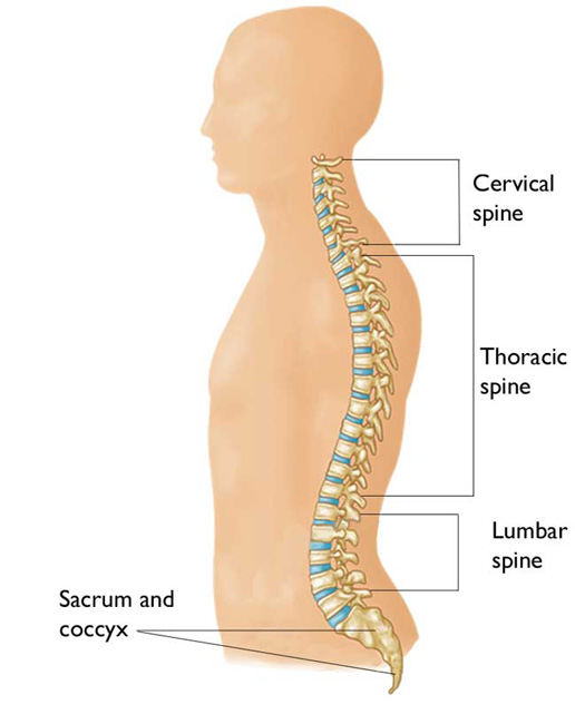 Estructura de la columna vértebral