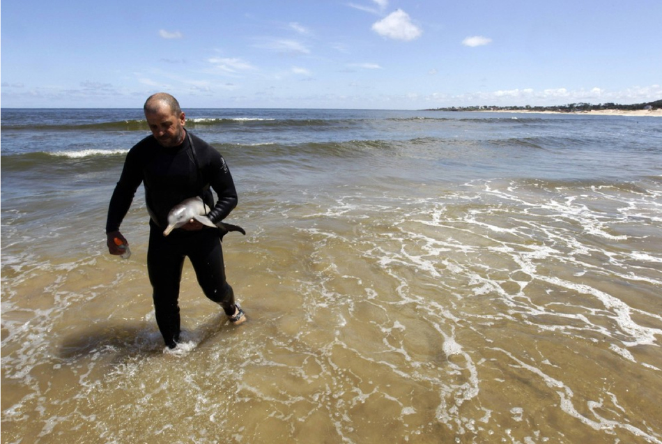 A man taking care of an orphaned baby dolphin (pictures