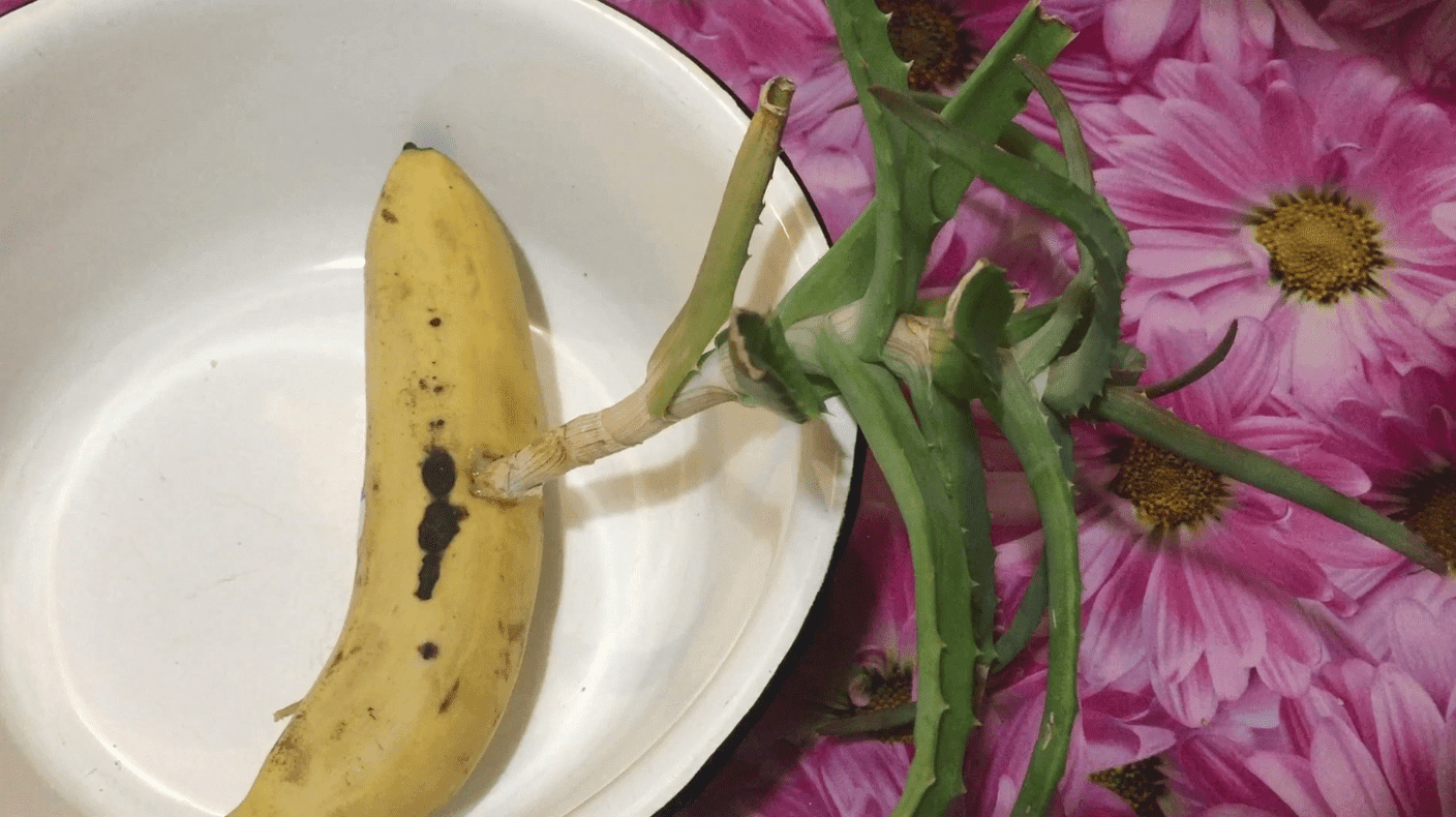 черенки роз. отросток банана. розы в банане. черенок розы в банане. прорастить черенки в банане.