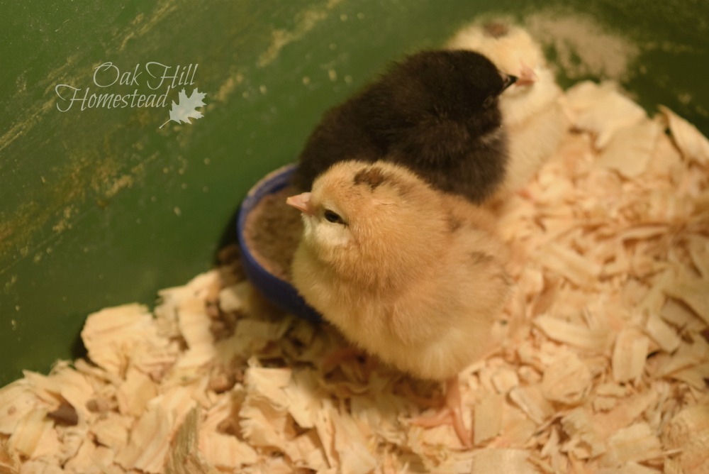 How to Order Chicks From an Online Hatchery Oak Hill Homestead