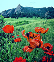 Red poppies in a green meadow  (photo by J.J.)