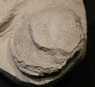 Louisville Fossils and Beyond Tripneustes parkinsoni Sand Dollar Fossil