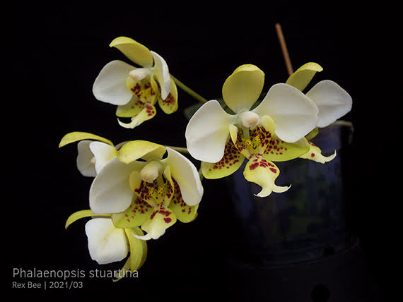 Phalaenopsis stuartiana