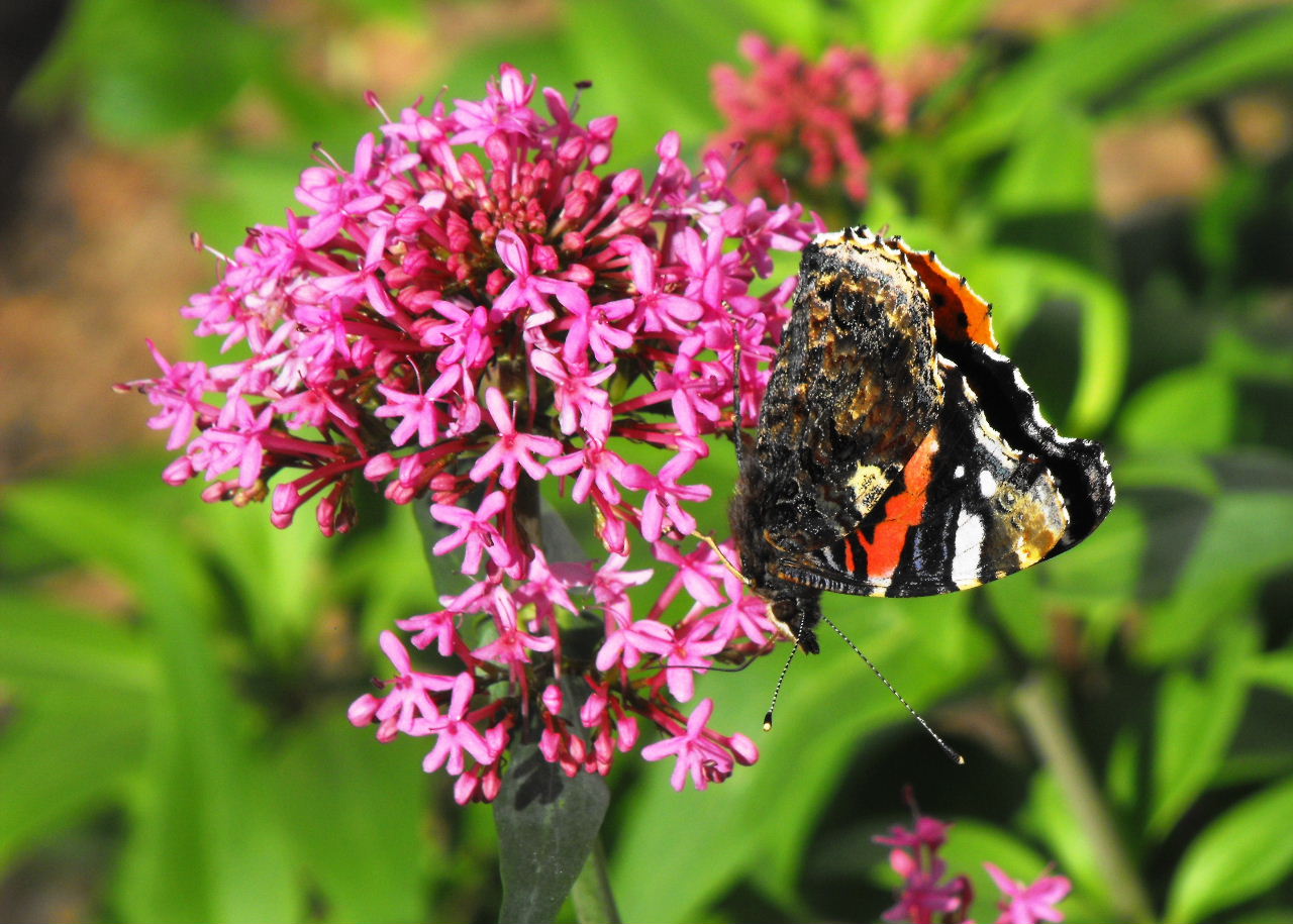 Largo Baywatch Red Admiral