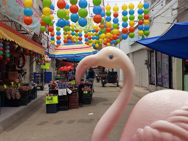 Rodrigo flamingo in Los Mochis Market