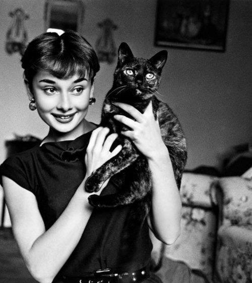 Audrey Hepburn gato