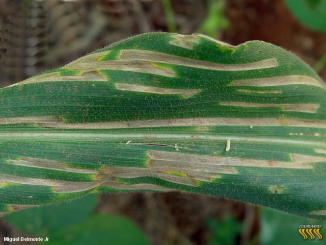Sempre Agronomia CERCOSPORIOSE