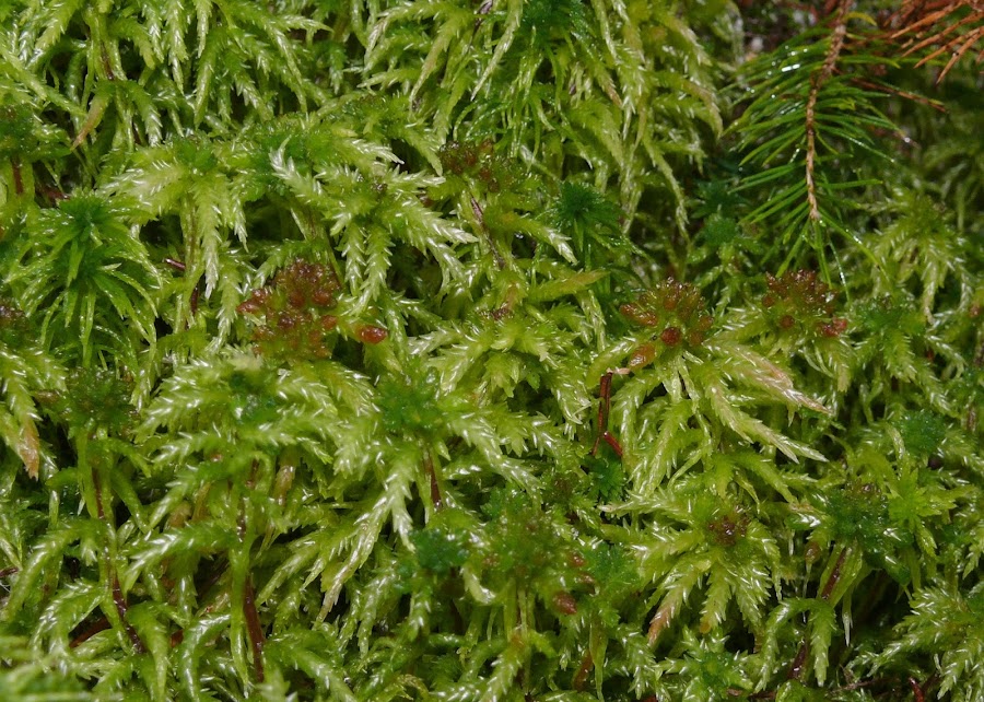 sphagnum maguellanicum