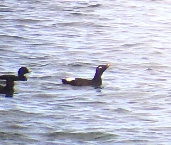 White-winged Scoter - Murcar, Aberdeen