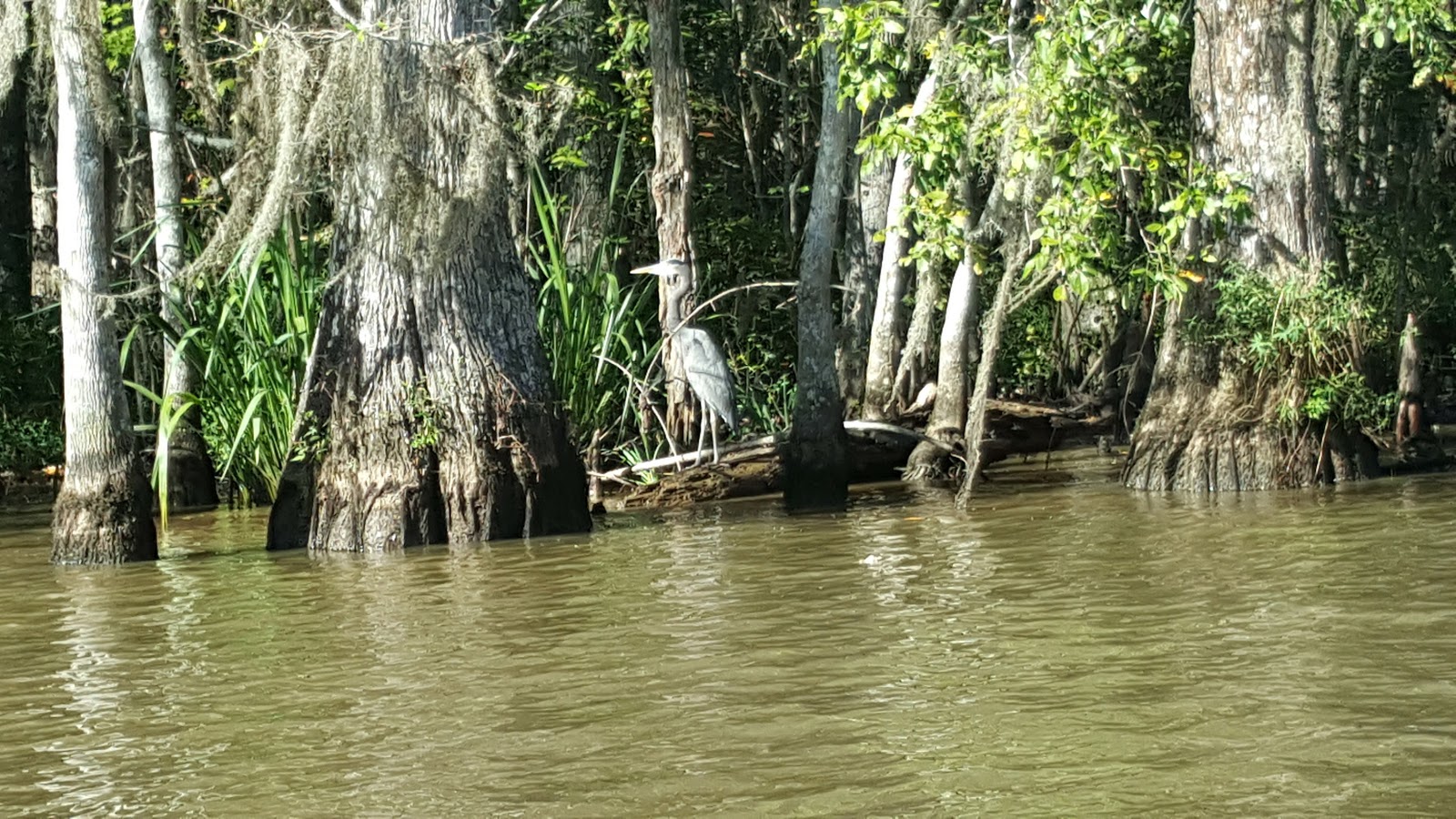 The Freds...Back in the USA Honey Island Swamp Tour.......take 2