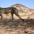 Por primera vez en 10 años, encuentran a un guepardo del Sahara viviendo en libertad