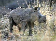 WWF ; Adopt an Rhino