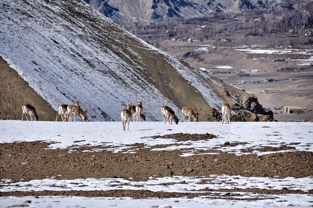 lamayuru monastery ladakh leh jammu kashmir legend story moonscapes 