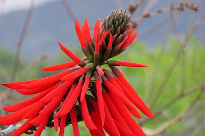 Ciri Ciri Pohon Mulungu (Erythrina mulungu) Di Alam Liar