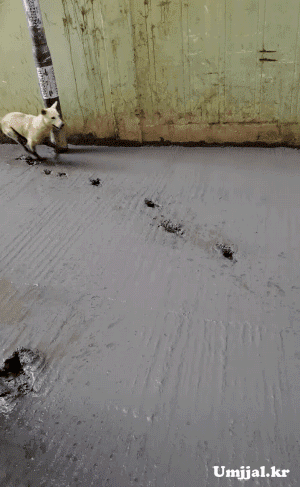 Umjjal_kr_006.gif