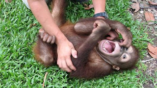 Funny Laughing Monkey