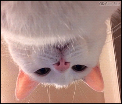 Funny Cat GIF • When your cat judges you when you are sleeping.