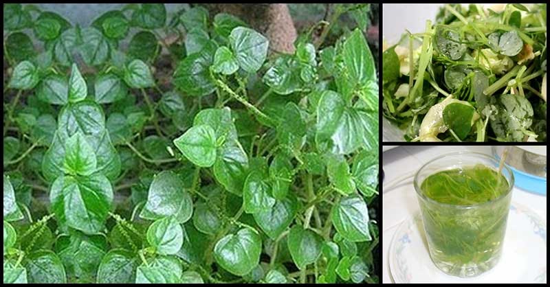 Pansit-pansitan: A DOH Approved Medicinal Plant - Dr. Farrah MD