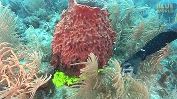 how does a sponge move water through it