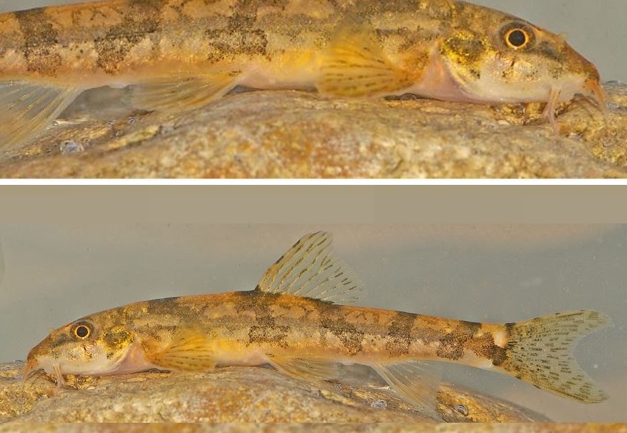 Oxynoemacheilus sipahilerae
