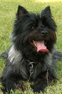 black and grey Cairn Terrier dog
