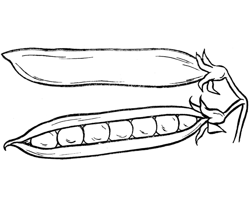 Stone Fruits Coloring Pages | Learn To Coloring