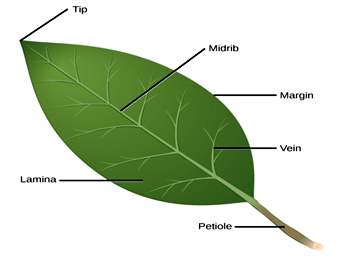structure of the leaf bbc bitesize