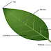External Structure of Leaf