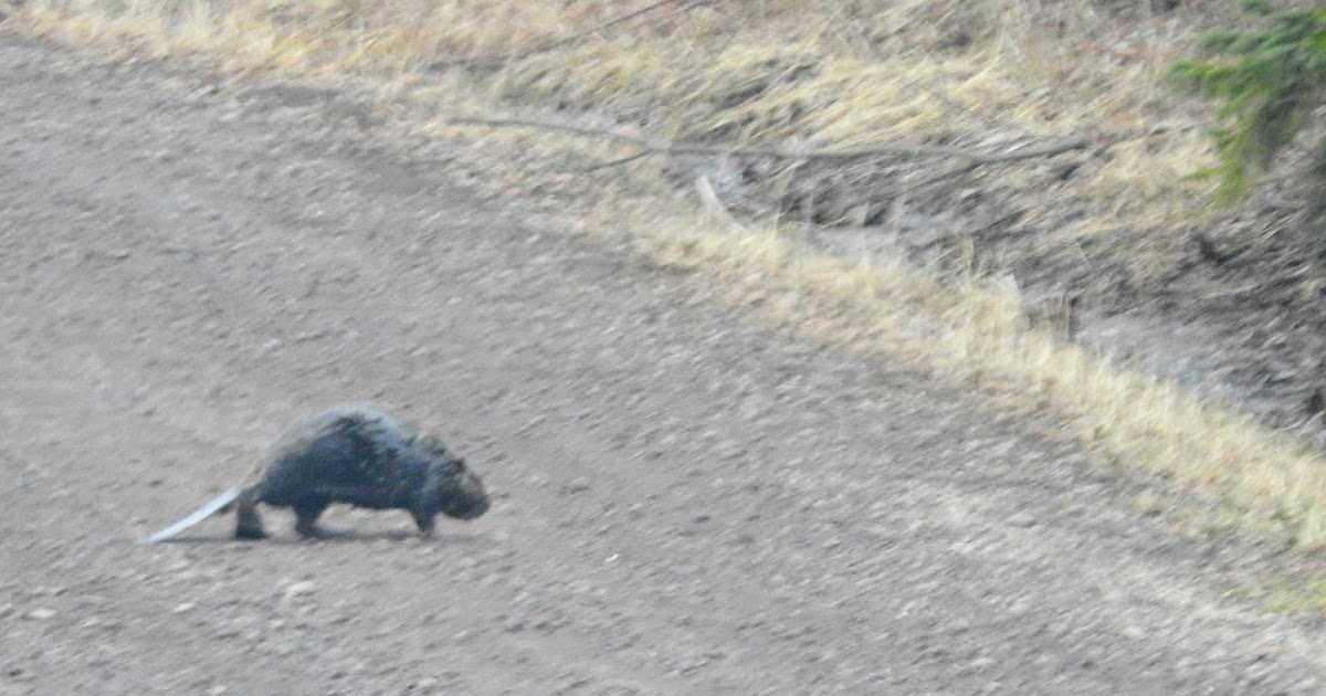 Field Notes A Naturalist's Life Beaver Crossing the Road