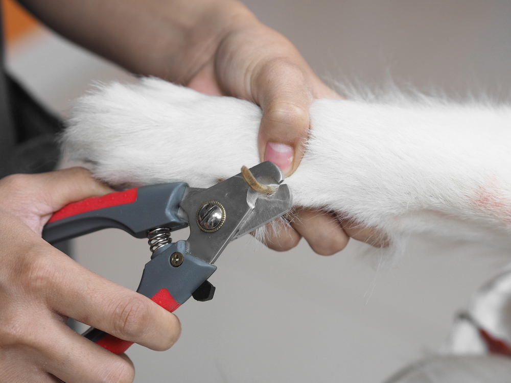 Corta las uñas de tu perro en 5 sencillos pasos