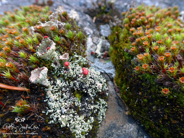Beautiful lichen and moss