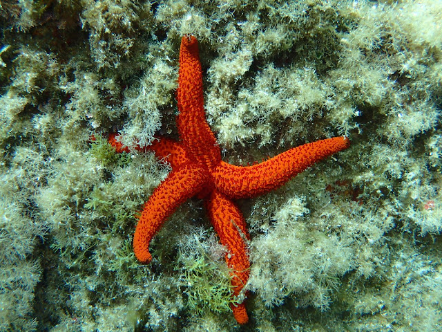 Echinaster sepositus Echinaster sepositus