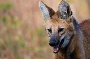 Ameaçado de extinção, lobo-guará é resgatado dentro de barracão em