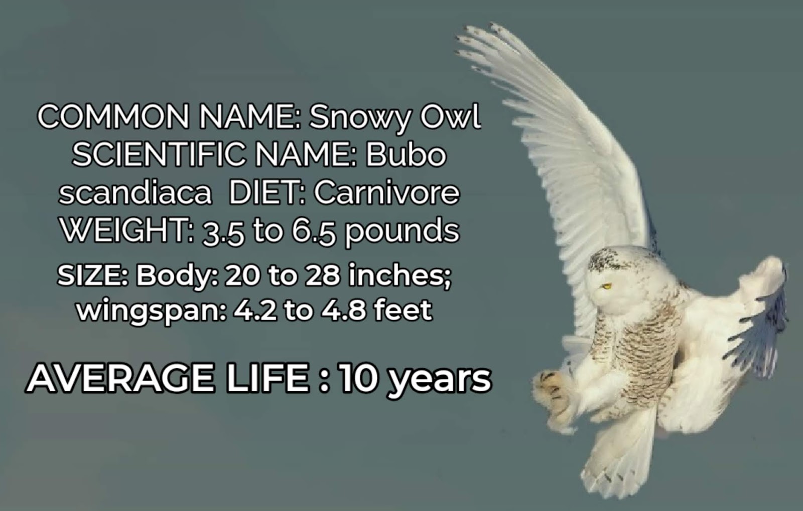 all about snowy owls