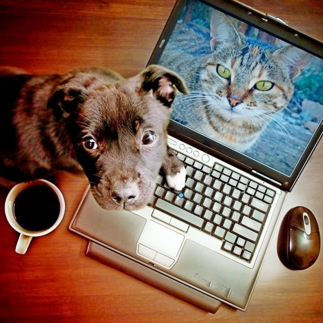 Caine sau Pisica? - Psihopedia