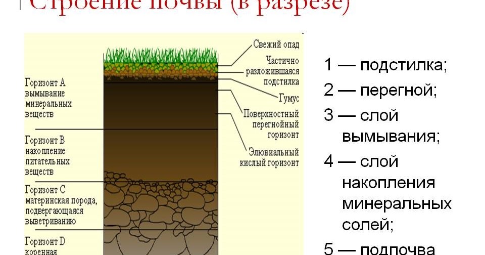 География 6 класс тема почва. Строение почвы. Структура почвы. Схема почвы. Покров почвы.