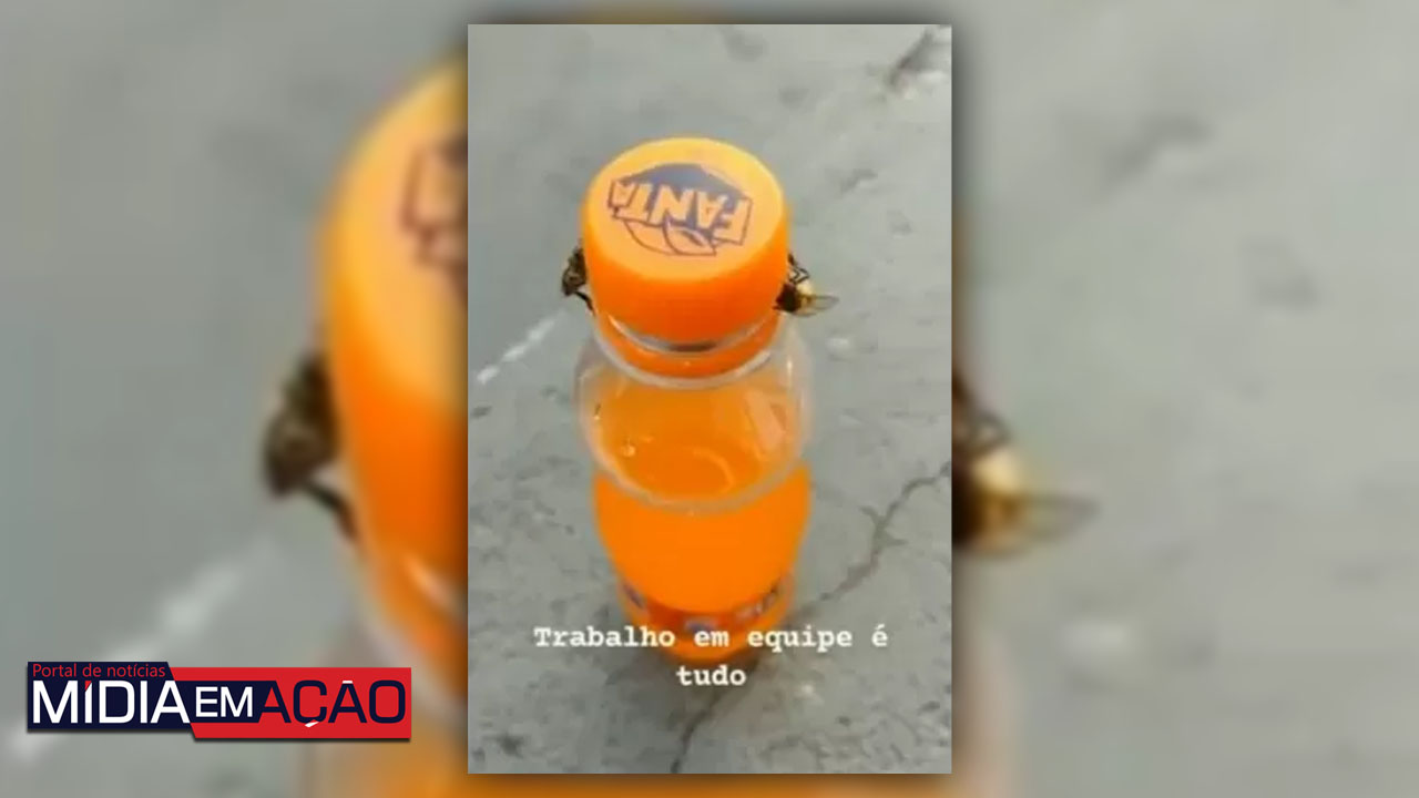 Abelhas se ajudam para abrir tampa de garrafa e imagens intrigam internautas