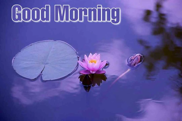 Good morning flower images free download hd