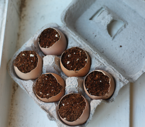 How Plant Using Eggshells | 17 Apart