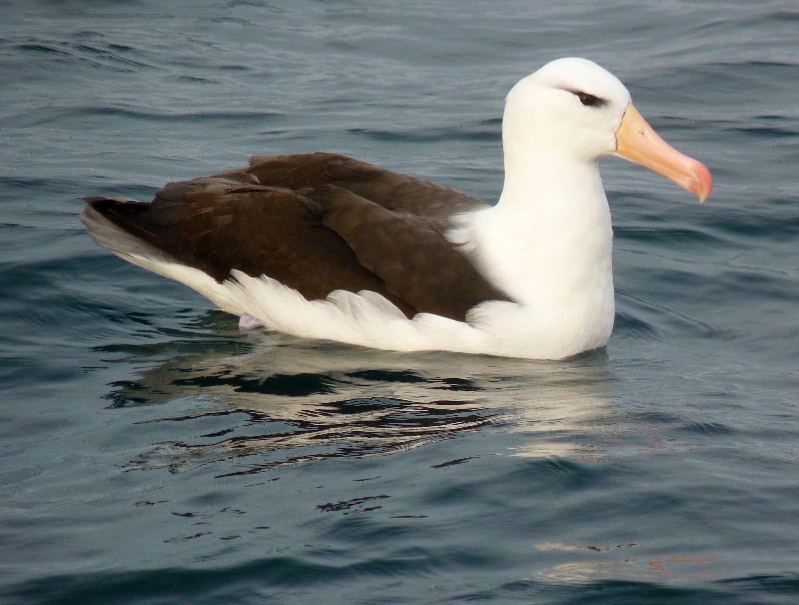 Black browed Albatross wallpapers hd ~ HD Pictures Wallpapers