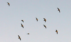 swifts vaux courtenay museum nicol keith adventures soaring above