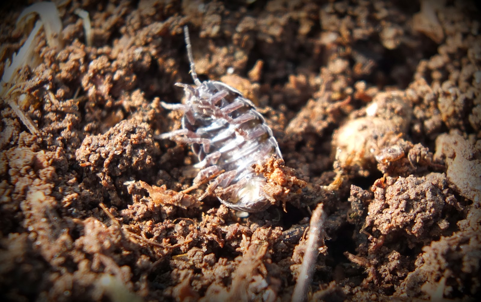 Pill Bug or Wood Louse or Sow Bug...