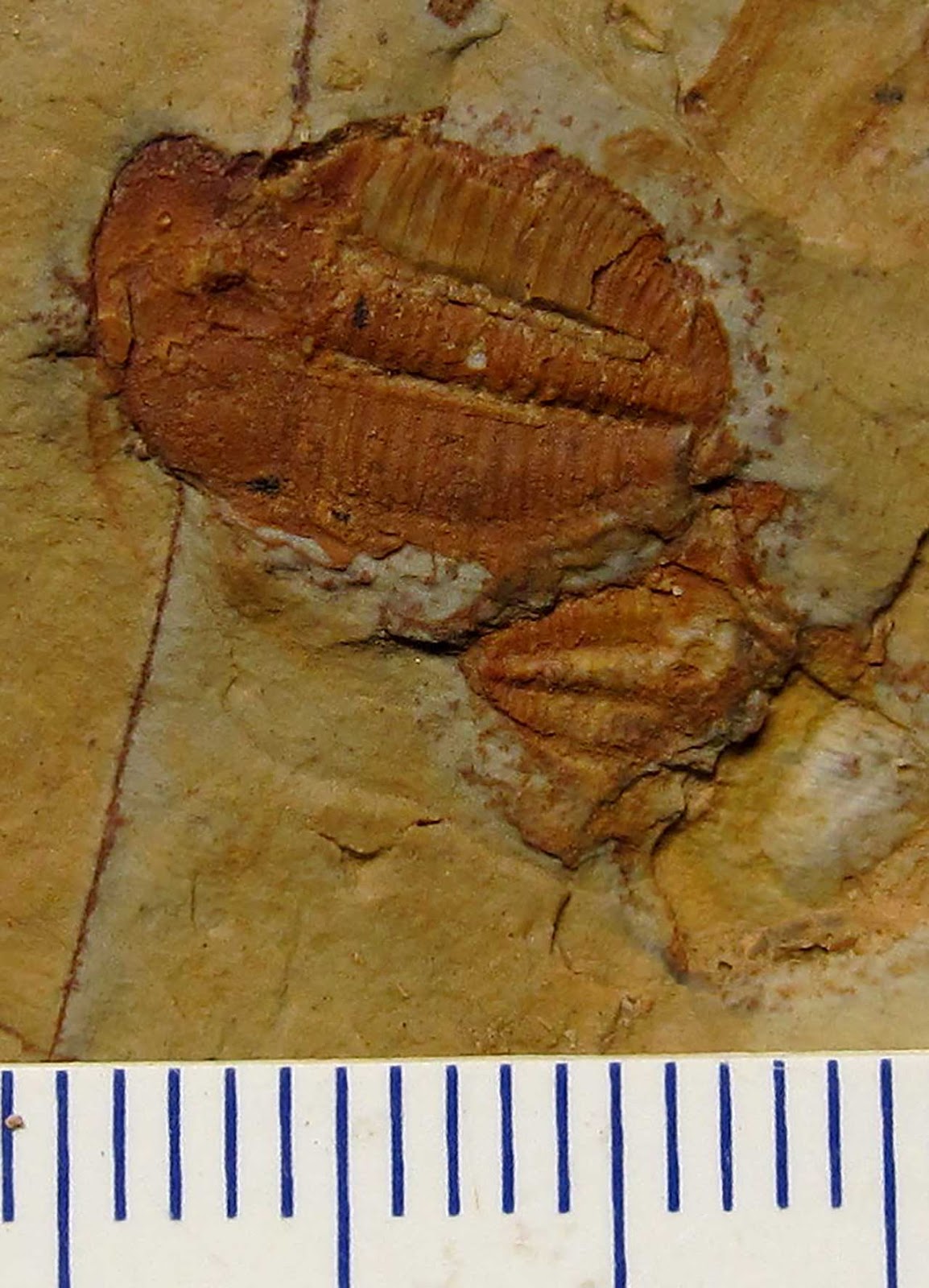 Louisville Fossils and Beyond Jul 14, 2018