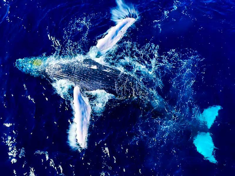 Aberta temporada de observação de baleias-jubarte