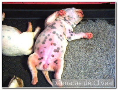 cachorro dalmata boca arriba con ocho dias de vida