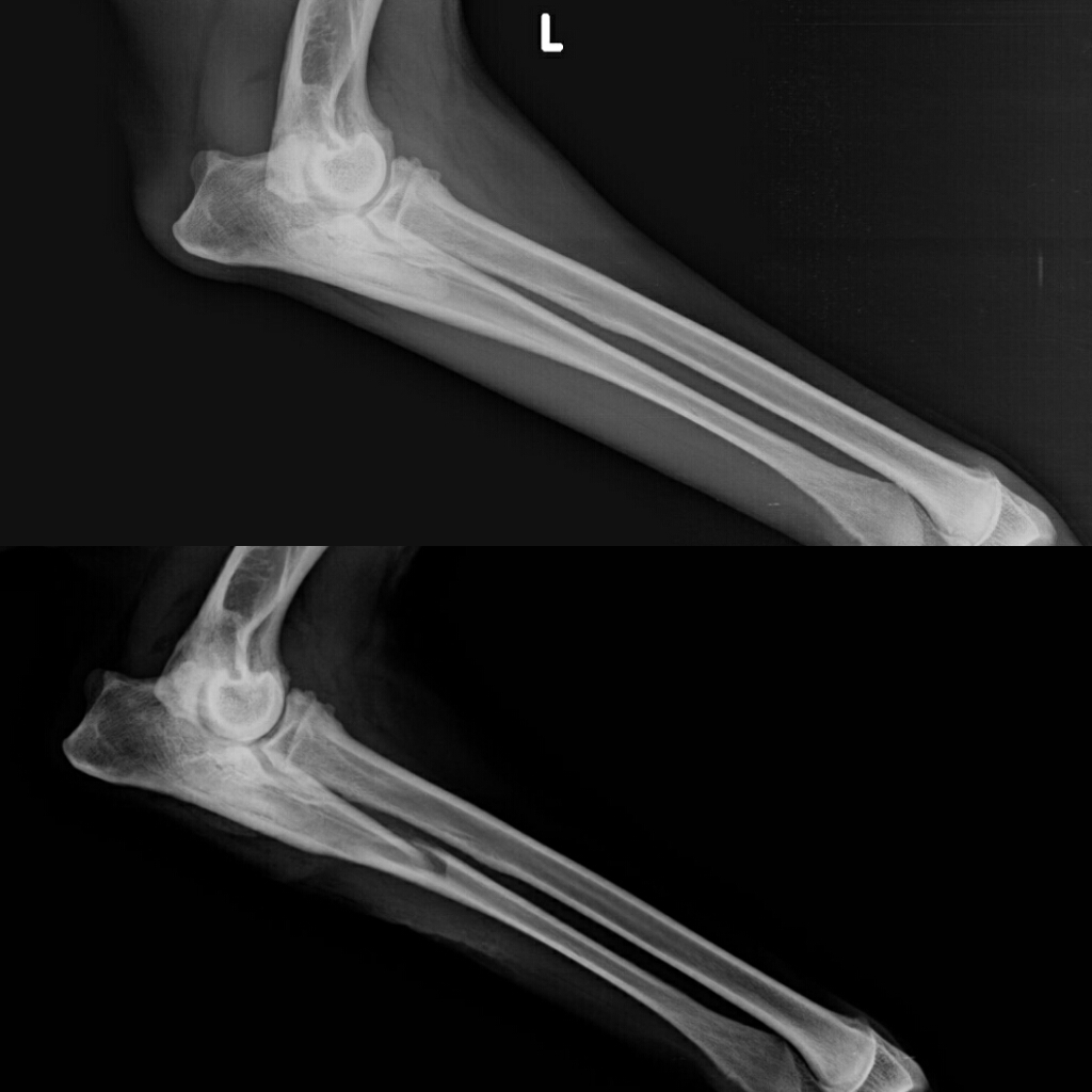 dott. Francesco Lomonaco ORTOPEDICO VETERINARIO