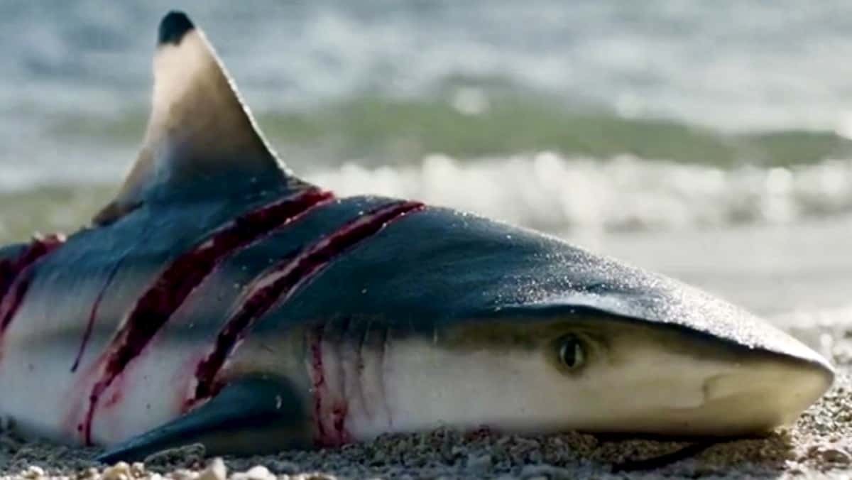 калинина молл владивосток. калина молл во владивостоке магазины. дарт мол в фильме хан соло. грозный молл трц 2022. ф мол.