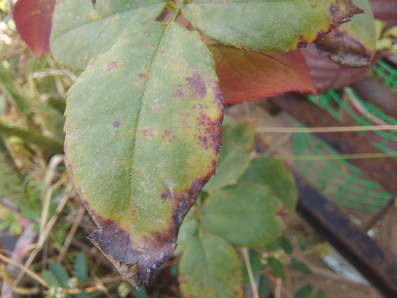 Rose plant black spot on leaves and die back problems