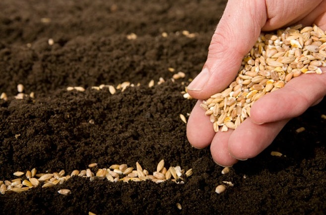 profundidad de siembra