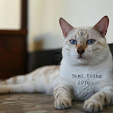 Harga Kucing Bengal Di Malaysia / Gerai Opah: Jenis-jenis Baka Kucing & Harga di Malaysia / Kucing bengal juga memiliki tulang yang besar dan tebal.bulu kucing ini rapat,tebal dan halus.perawatan untuk kucing ini cukup sulit karena membutuhkan perawatan khusus pada bulunya.bulu pada kucing bengal harus sesering mungkin di.